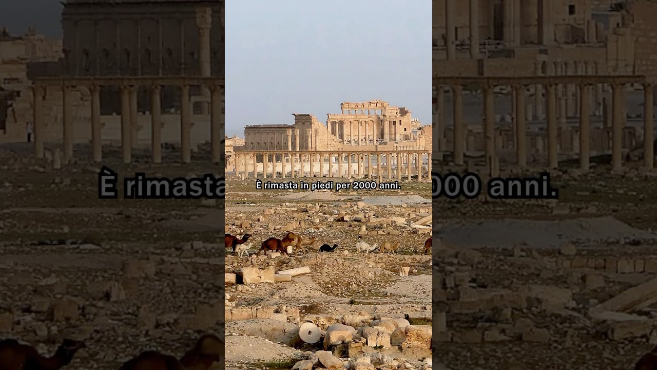 L&rsquo;IS_S l&rsquo;ha quasi rasa al suolo. #history #palmira #shortsfeed