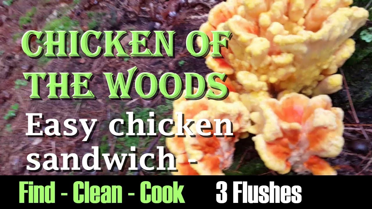 Find clean cook Chicken of the woods! Easy chicken sandwich New 2017 Laetiporus Sulphureus 3 flushes