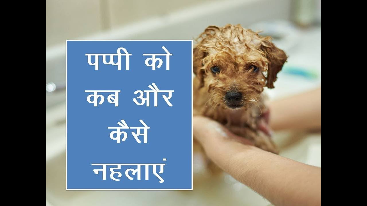 कम उम्र के कुत्ते को कब और कैसे नहलाएं। when and how to bath your puppy