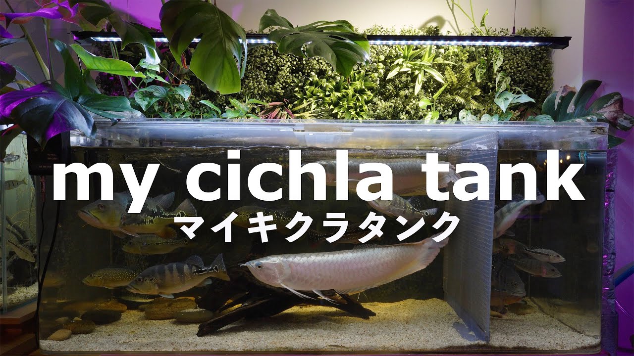 マイキクラタンク【プロローグ】 my cichla tank 2025.10.9