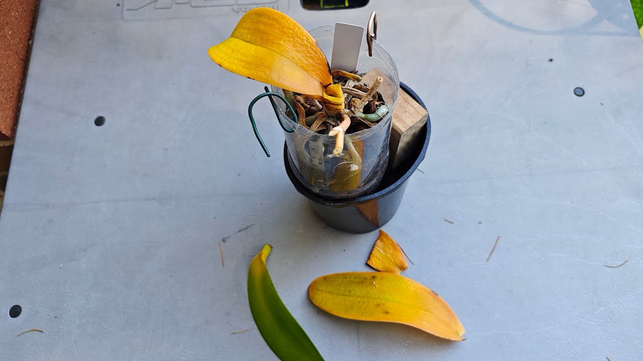 2603 蝴蝶蘭葉子掉光了！原因與搶救 yellow leaves on phalaenopsis orchids