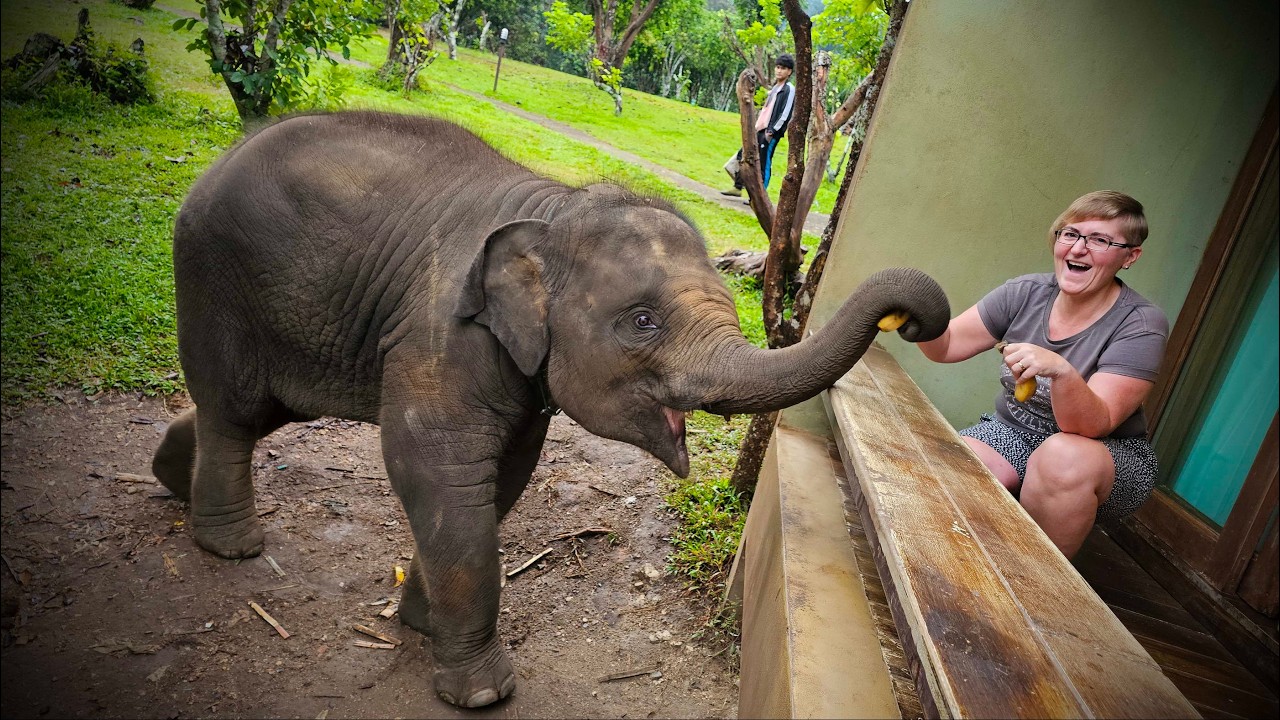 2024 12 15 THAILAND - ELEPHANT WAKE