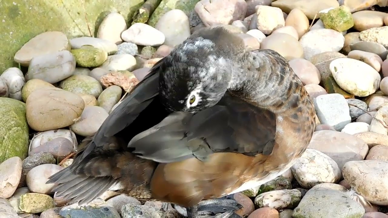 Tufted and Ring Necked Ducks