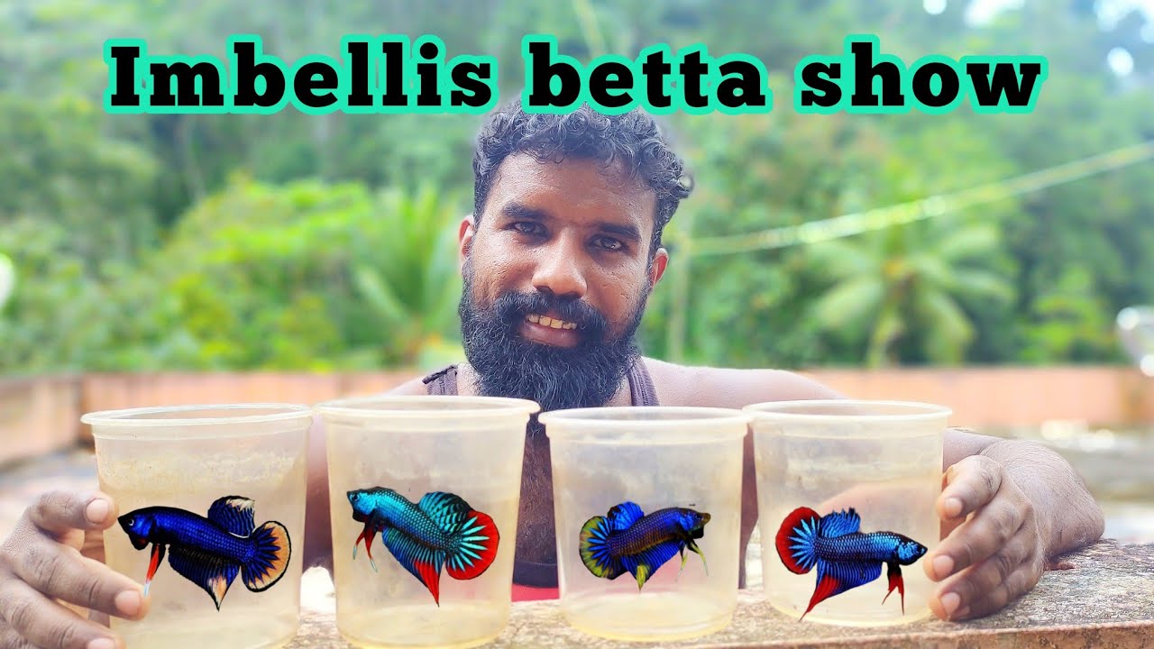 Just see the 6 verieties of imbellis bettas ❤️💙💚💛