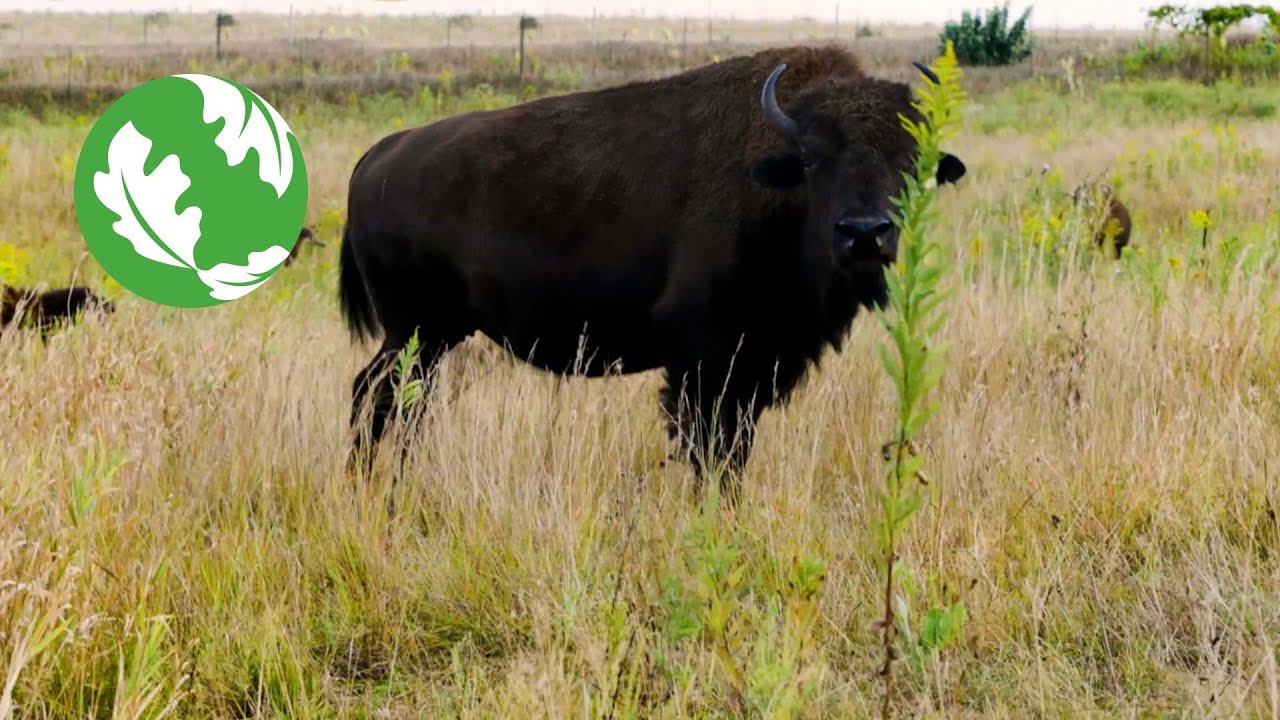 Barn Raising, Bison Rising