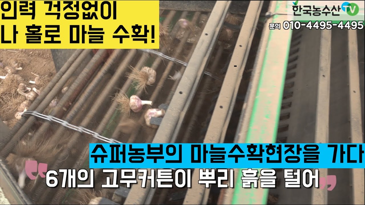[한국농수산TV] 인력 걱정없이 마늘 수확도 나홀로 기계화 농법을 성공한 슈퍼농부!! 경북 구미