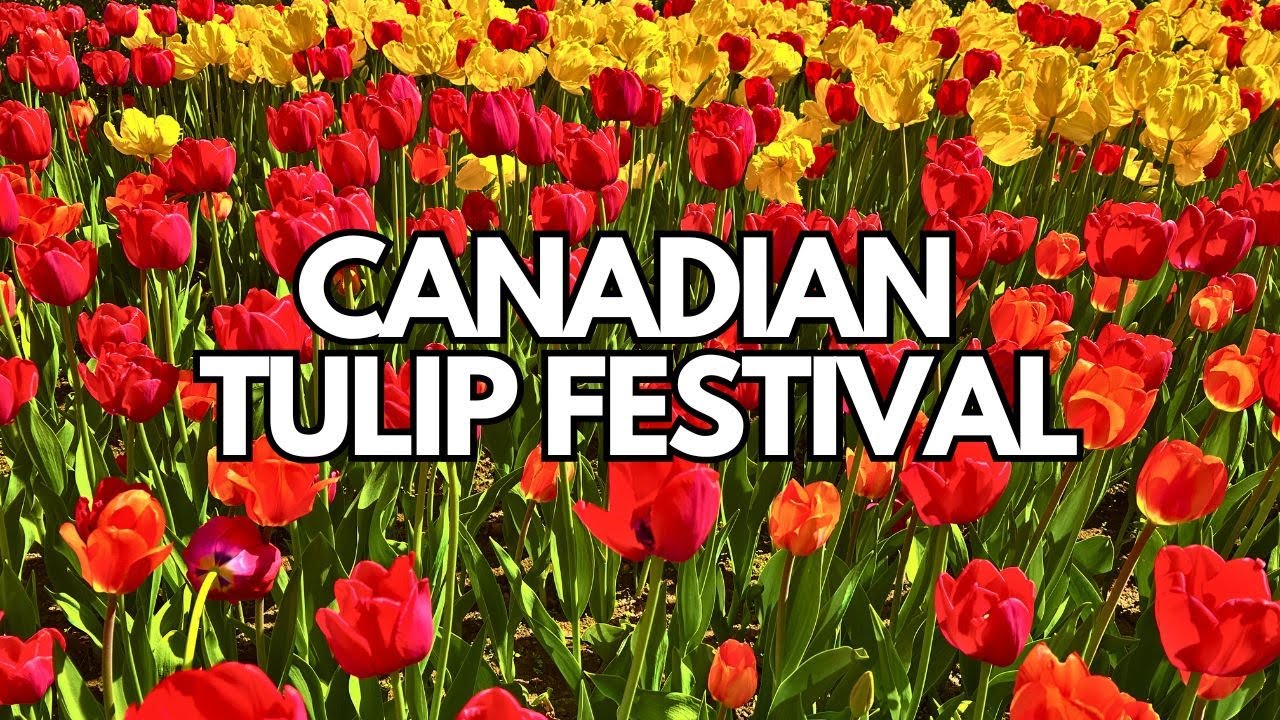 Ottawa Tulip Festival 2025 | Canadian Tulip Festival | Commissioner's Park + Dow's Lake