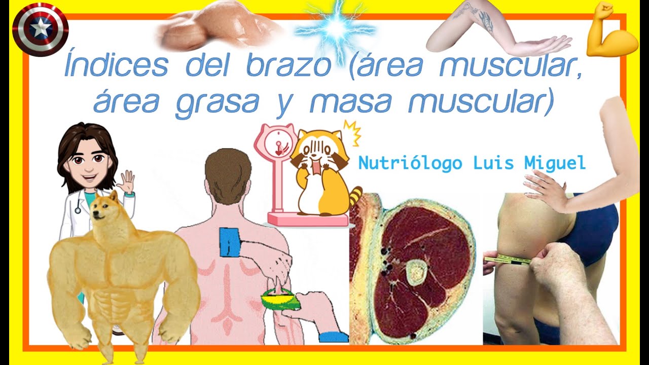 Obtener los índices del brazo (área muscular y grasa del brazo, masa muscular total)