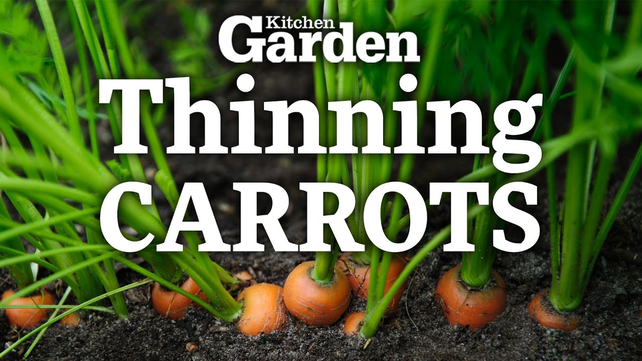 How to Thin Carrots | Growing Carrots |