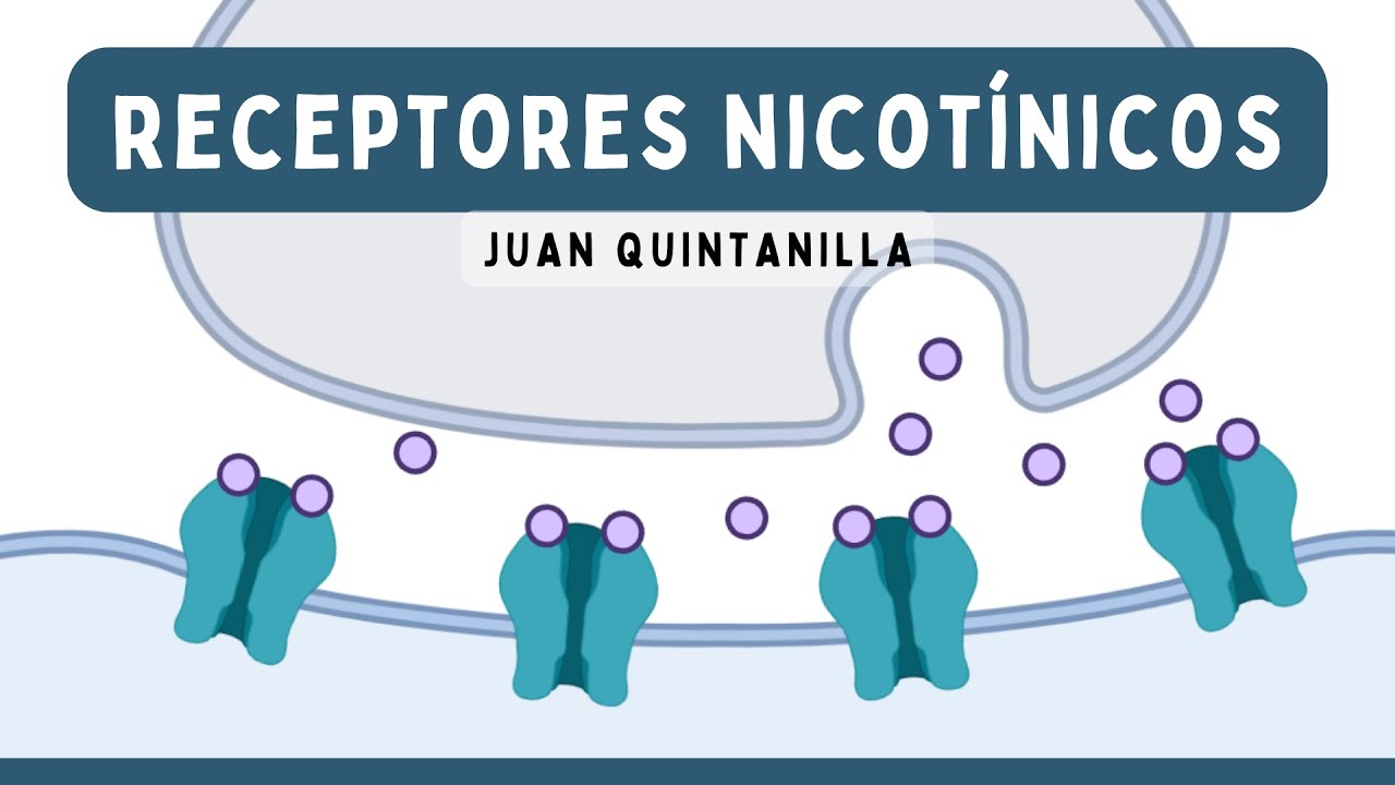 RECEPTORES NICOTÍNICOS: Estimulantes y Bloqueantes Ganglionares | Farmacología