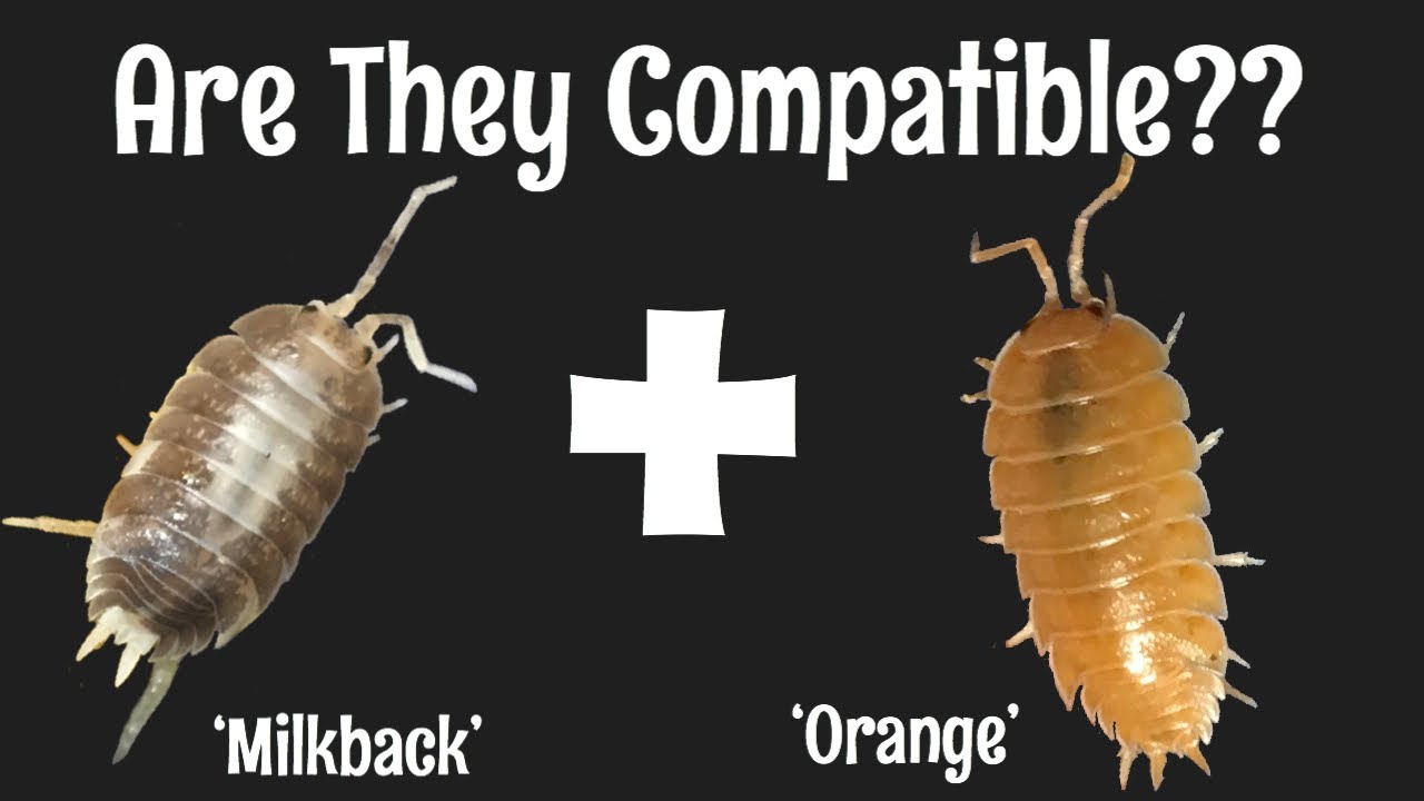 Porcellio laevis ‘Milkback’ X  Porcellio laevis  ‘Orange’ Isopods?