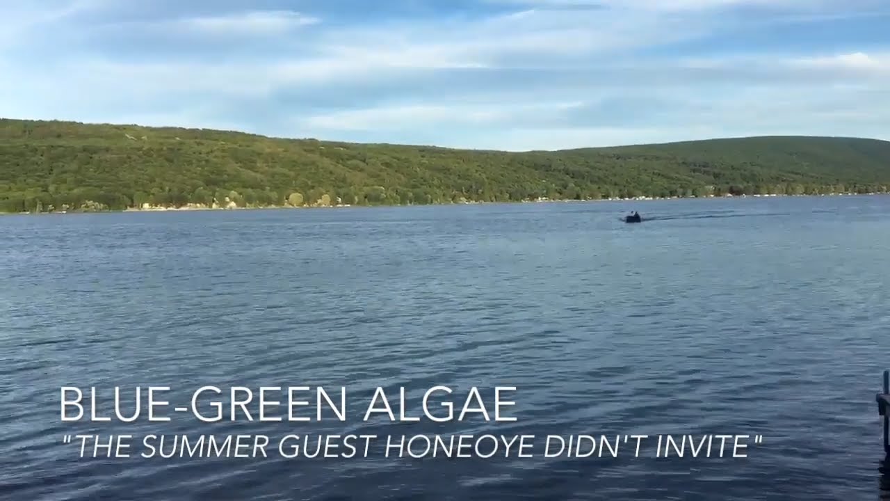 Harmful Algae Blooms in the Finger Lakes .::. FingerLakes1.com 6/24/18