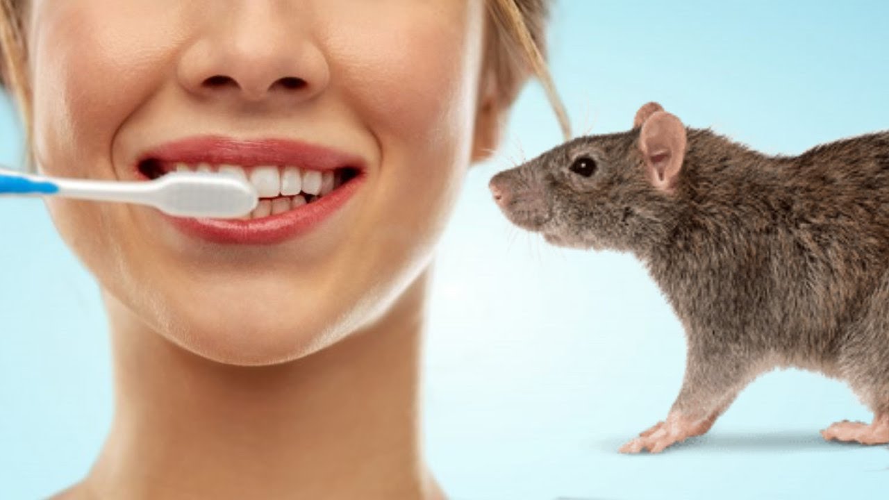 25 Datos Inútiles #33 | ¿Lavarte los dientes con cerebros de rata?