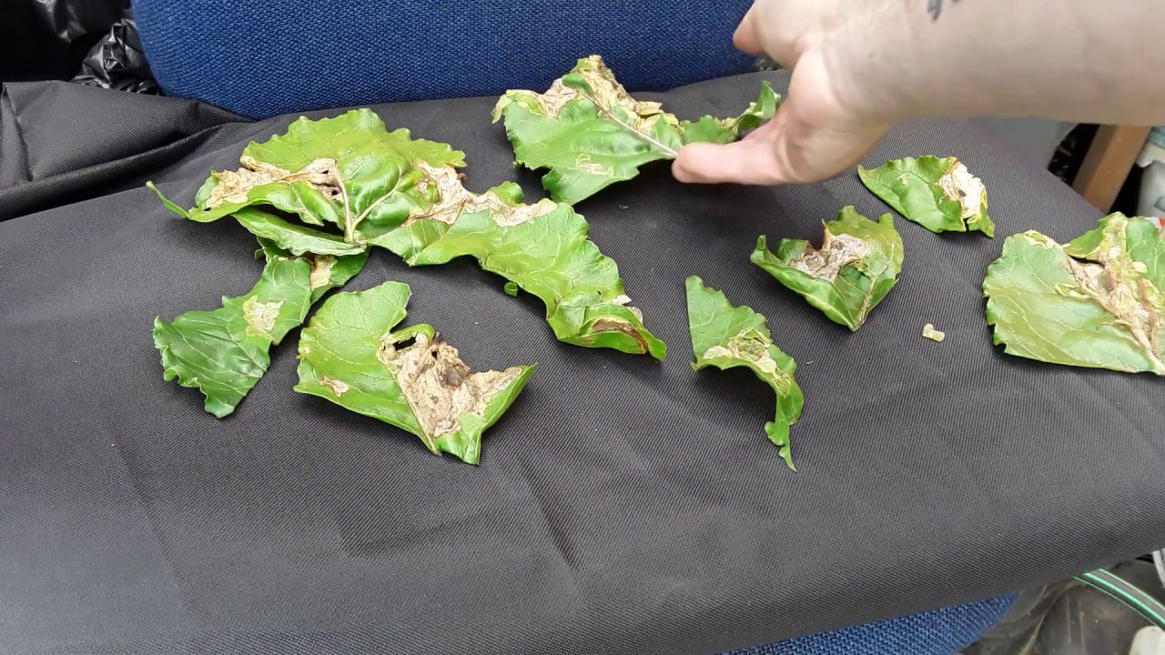 Beet Leaf Miner Neem Oil Experiment & The Results Of The Autopsy On The Leaves