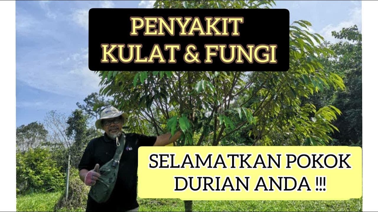 #9 Penyakit Kulat & Fungi pada Pokok Durian | Apa yang perlu anda tahu ?