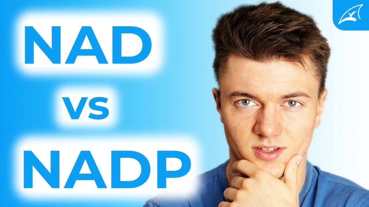 NAD und NADP - einfach erklärt! // Wo ist der Unterschied?