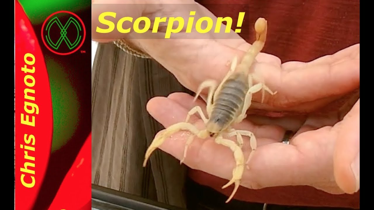 Holding a Desert Hairy Scorpion!