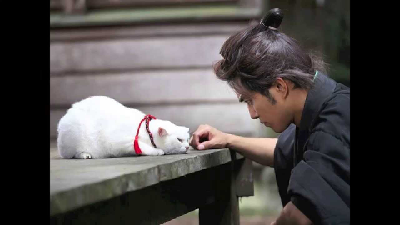 あたし、ねこ 猫侍Ver.