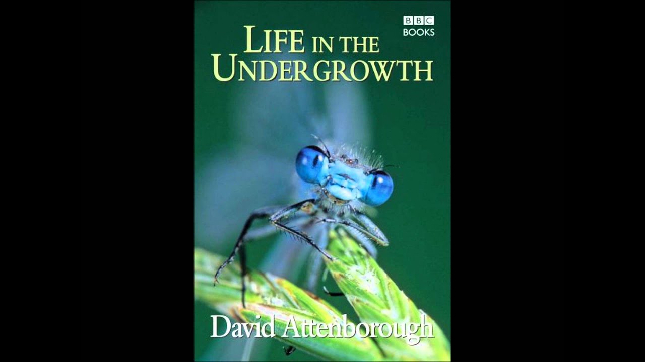 Life in the Undergrowth Soundtrack 21 - The First Land Animals