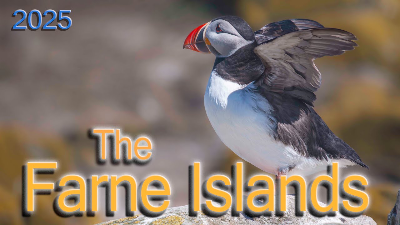 A rough crossing to The Farne Islands, to Photograph the Puffins.