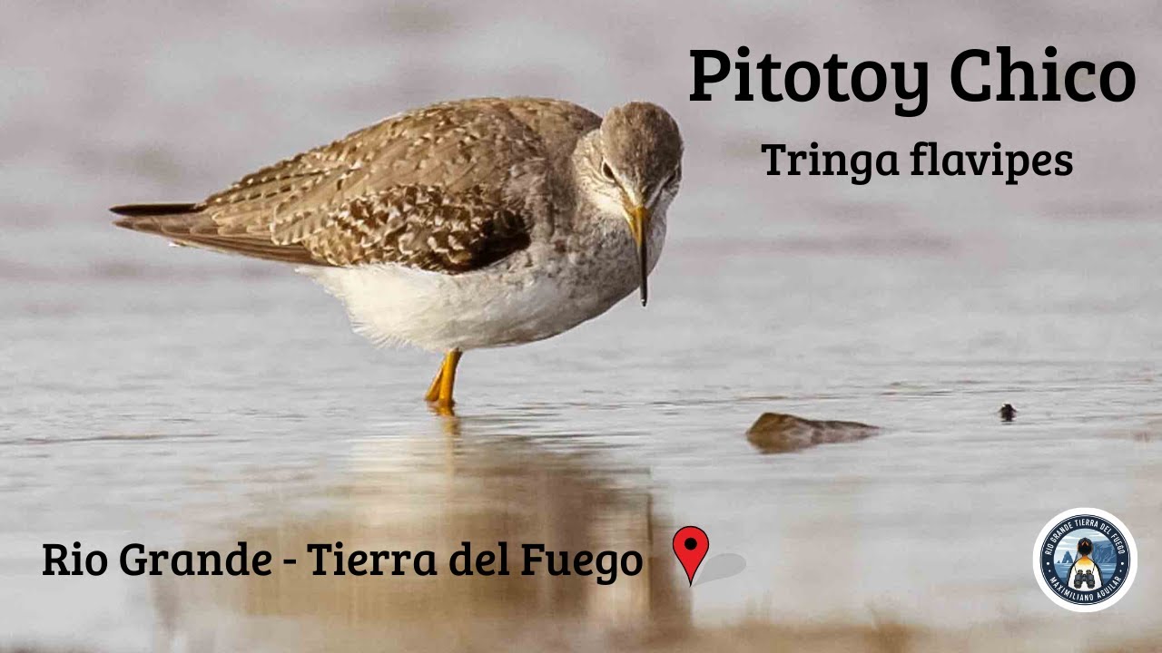 Pitotoy Chico, Aves de Tierra del Fuego