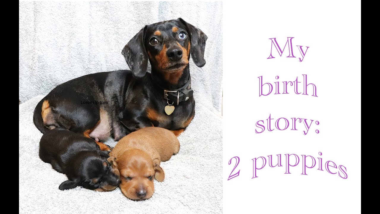 Dog giving birth to two puppies - Dachshund edition.