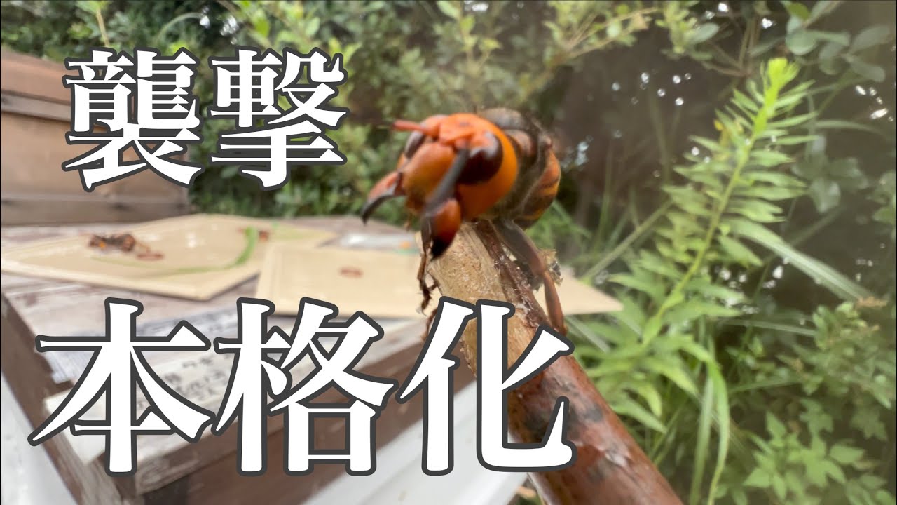 【オオスズメバチ】襲撃本格化‼︎養蜂家vsオオスズメバチ