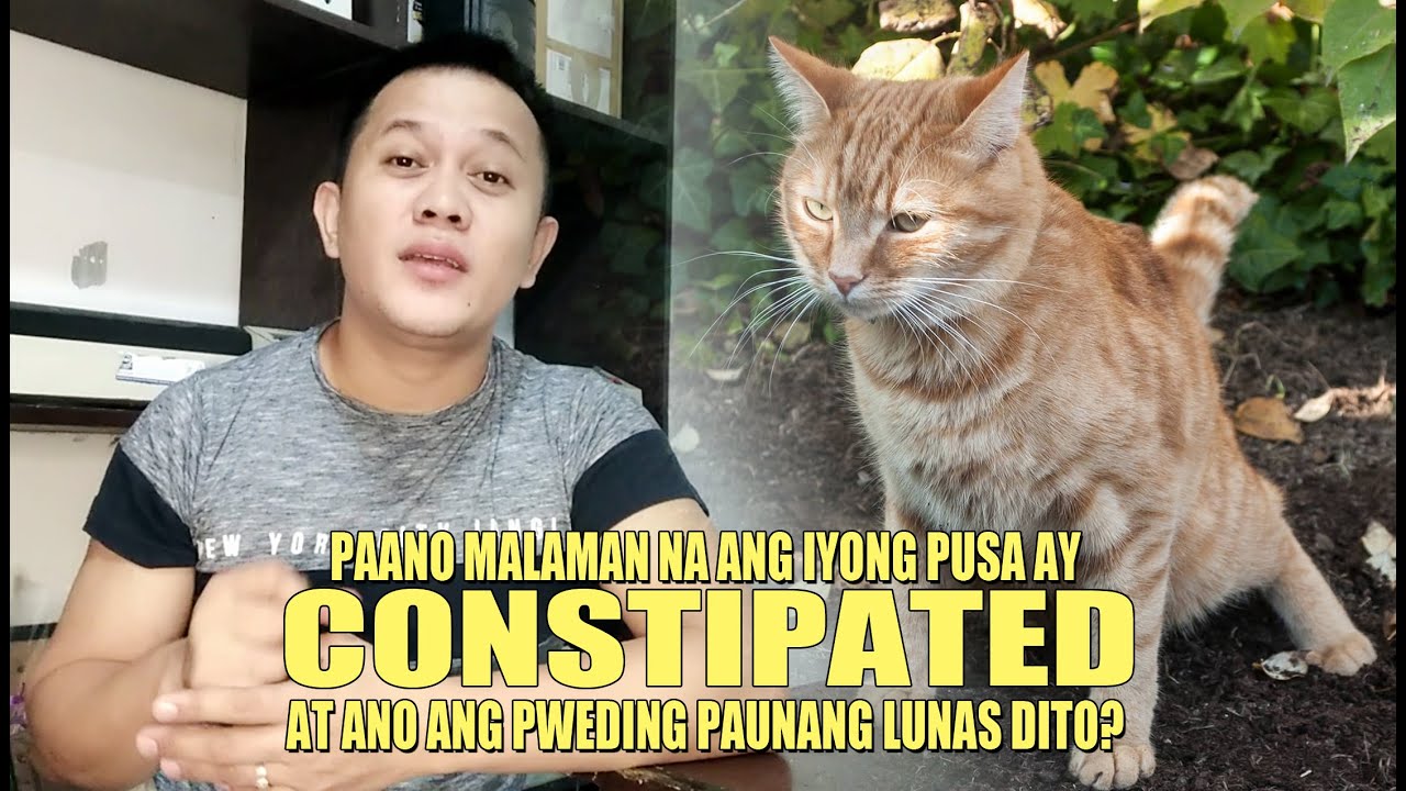 PAANO MALAMAN NA ANG PUSA MO AY CONSTIPATED AT ANO ANG PWEDING PAUNANG LUNAS DITO?