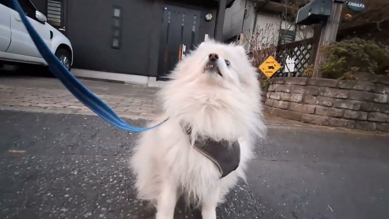 2026年1月29日木曜日　ポメラニアン？🐶　テテ！