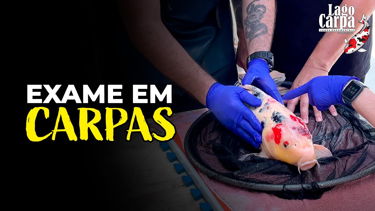 FIZEMOS EXAME NA CARPA: olha no que deu!!!