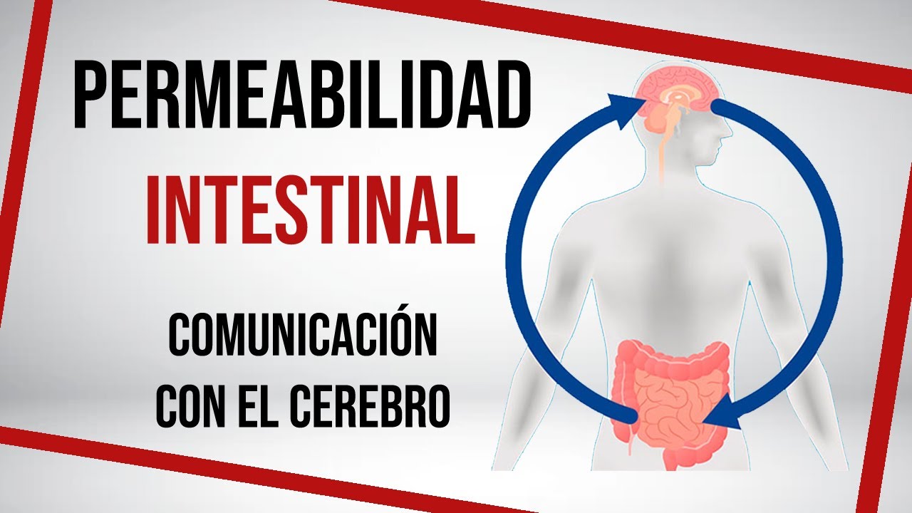 Así afecta la MICROBIOTA al SISTEMA NERVIOSO CENTRAL  🤔 | Mar Alonso |