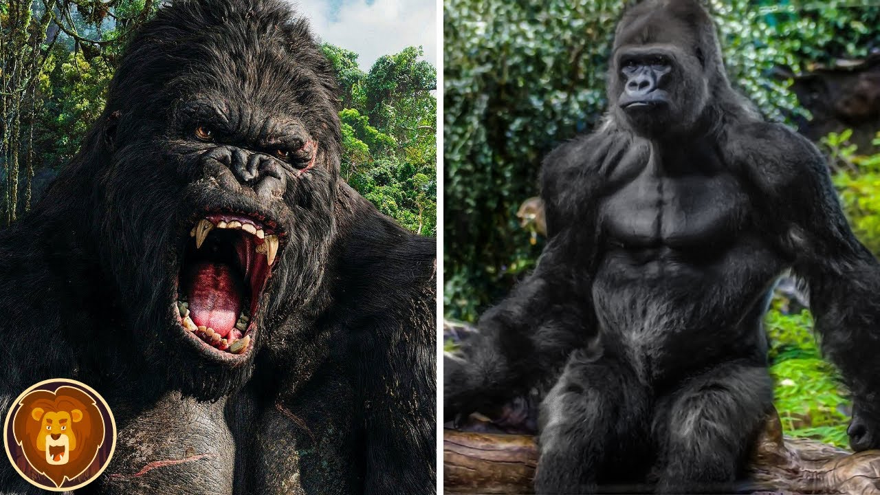 Das ist der Grund, warum Gorillas so stark sind