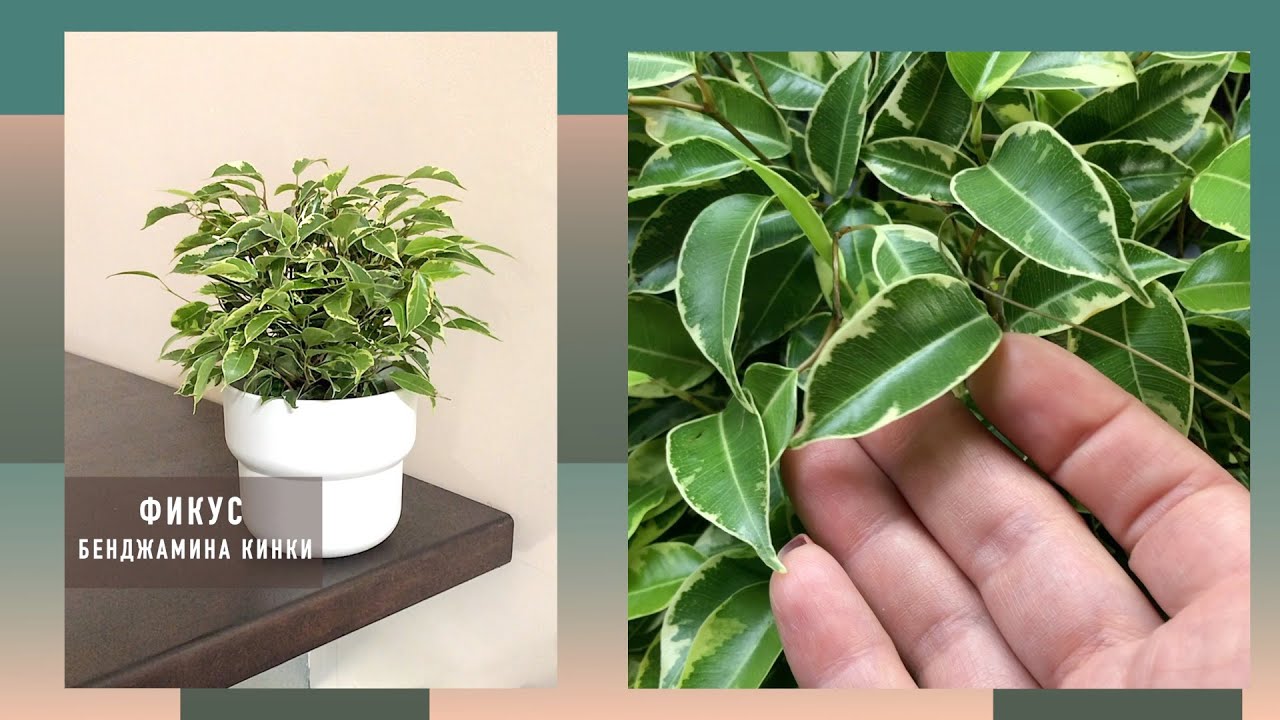 Фикус Бенджамина Кинки Ficus Kinky | продажа в интернет-магазине Сатори &ndash; купить у нас просто