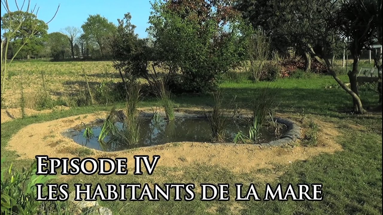 La vie secrète du jardin - Episode 4: les habitants de la mare