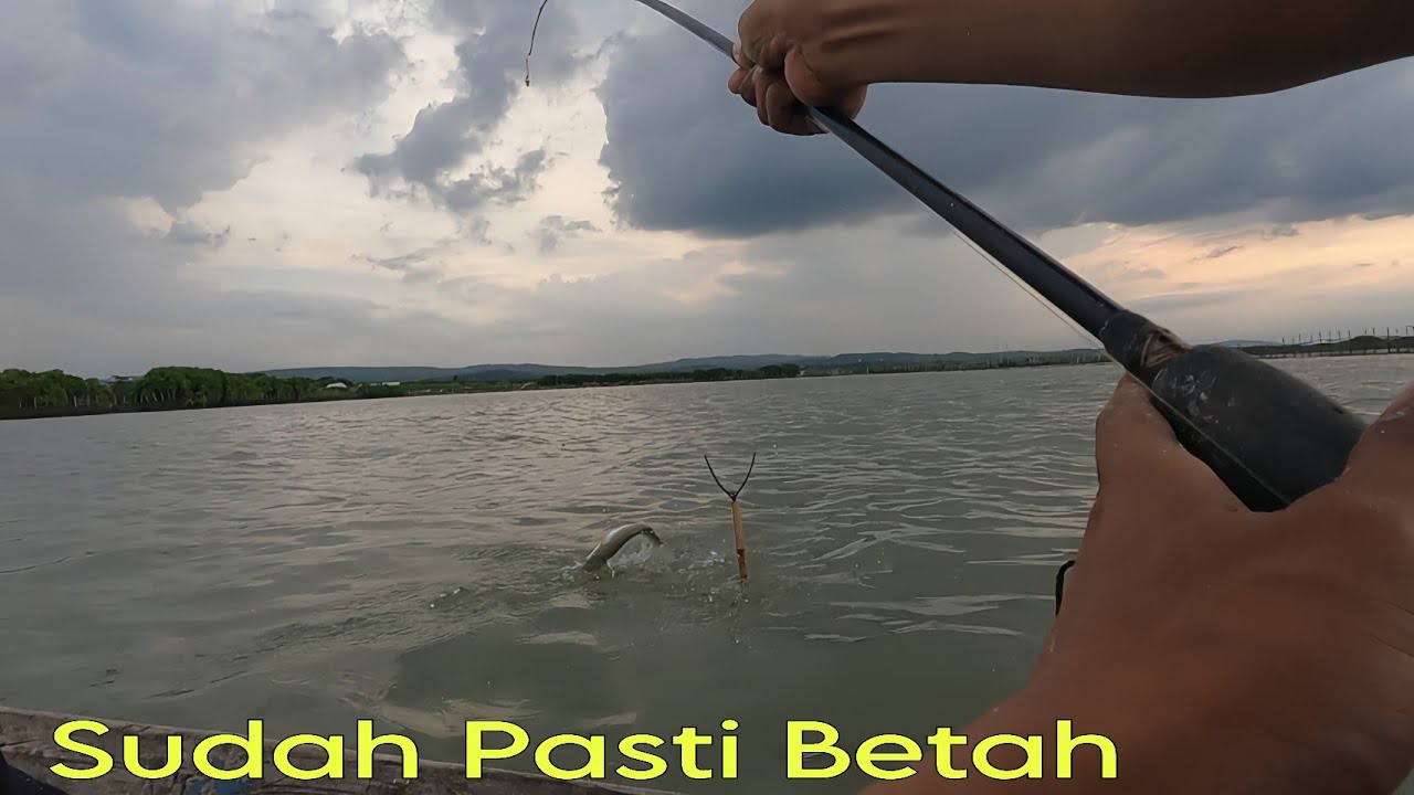 Sudah Pasti Betah Ketemu Spot Seperti Ini || Mancing Belanak
