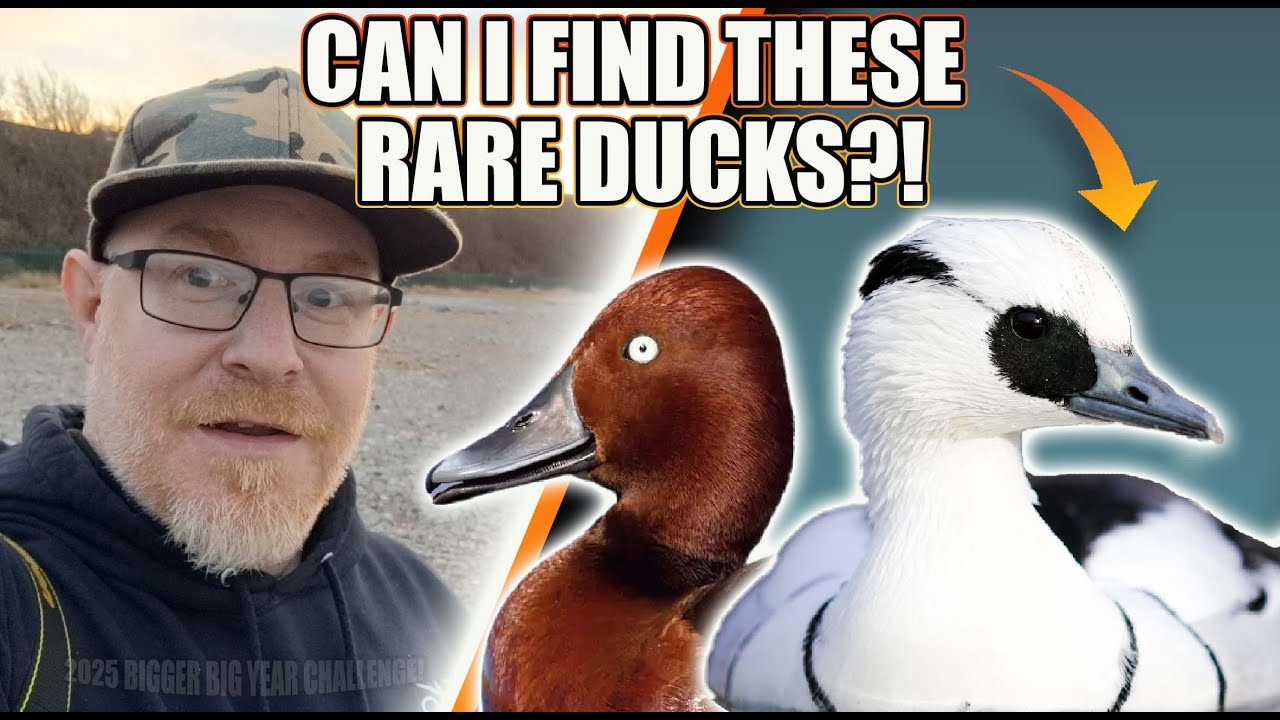 CAN I FIND THESE 3 RARE DUCKS?! & WE FIND OTHER WINTER RARITIES.
