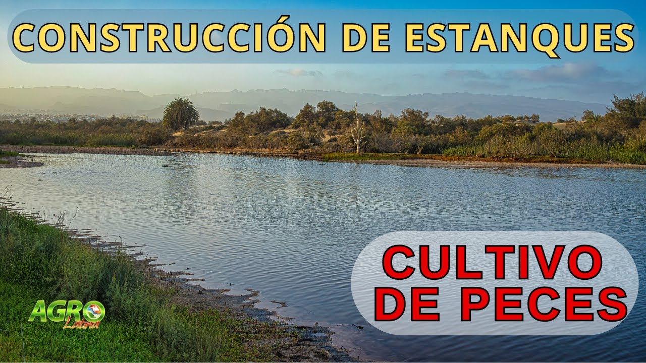PRODUCCIÓN  DE ALEVINOS DE TILAPIA: Estanques