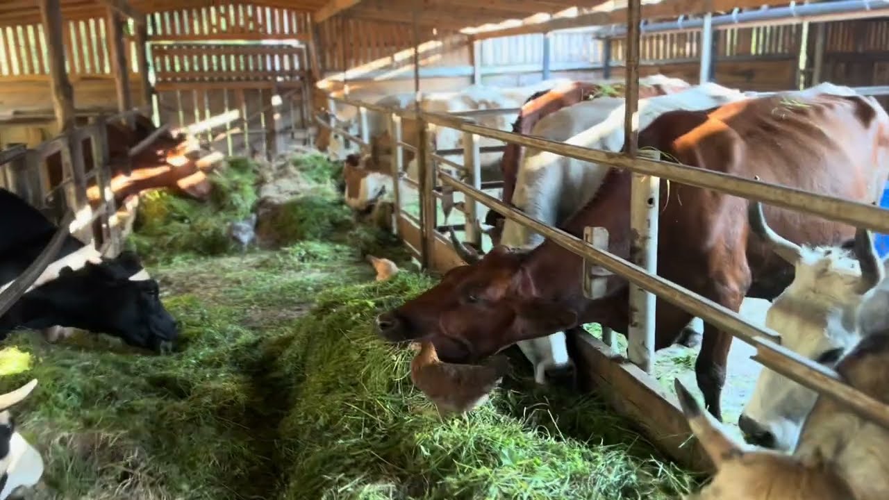 Сіра українська порода корів | Private Milk | Прайвет мілк | Михайло Травецький