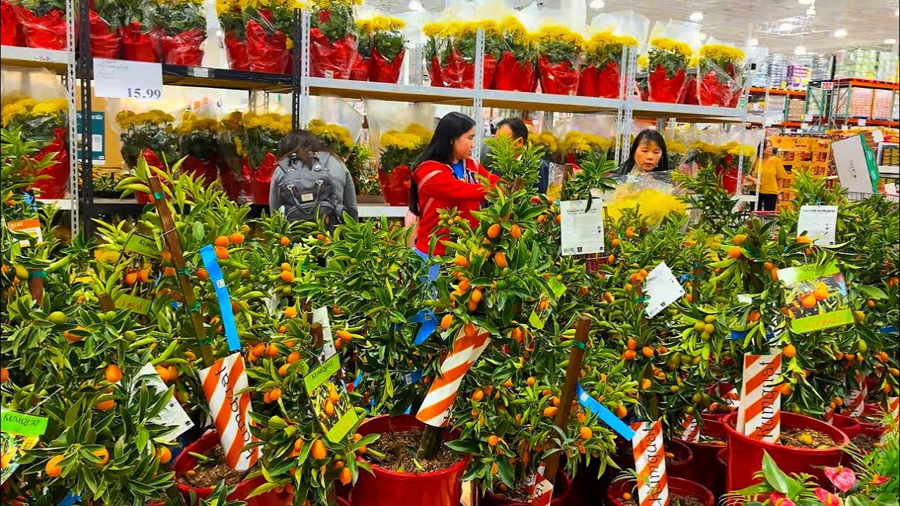Costco rất nhộn nhịp chợ hoa Xuân. Mời các Bạn cùng Bà Con đi chợ Tết ở Costco nhé.@Ngutruong22 