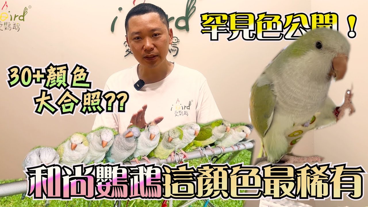 雪白銀絲 這名字居然是小白取的?? 藍銀絲和尚和白銀絲和尚有什麼不同？ 和尚鸚鵡30+種夢幻顏色全曝光！最後一種超罕見！
