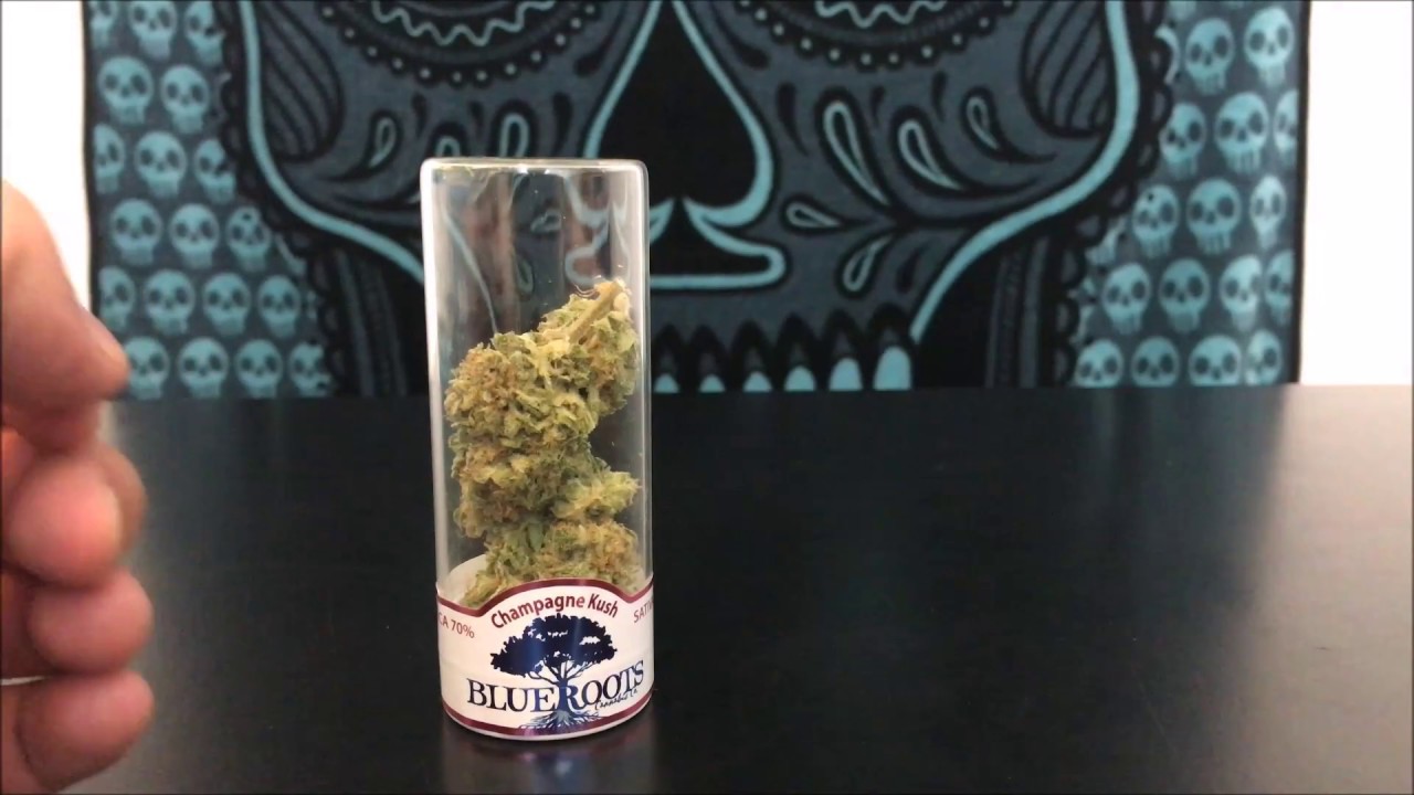 Champagne Kush By Blue Roots Cannabis Recreational Cannabis Review