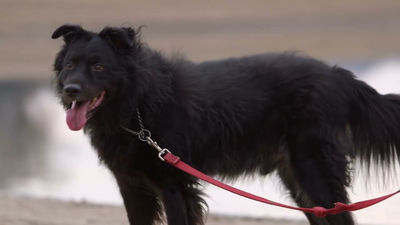Meet Bear, the Wildlife Detection Dog