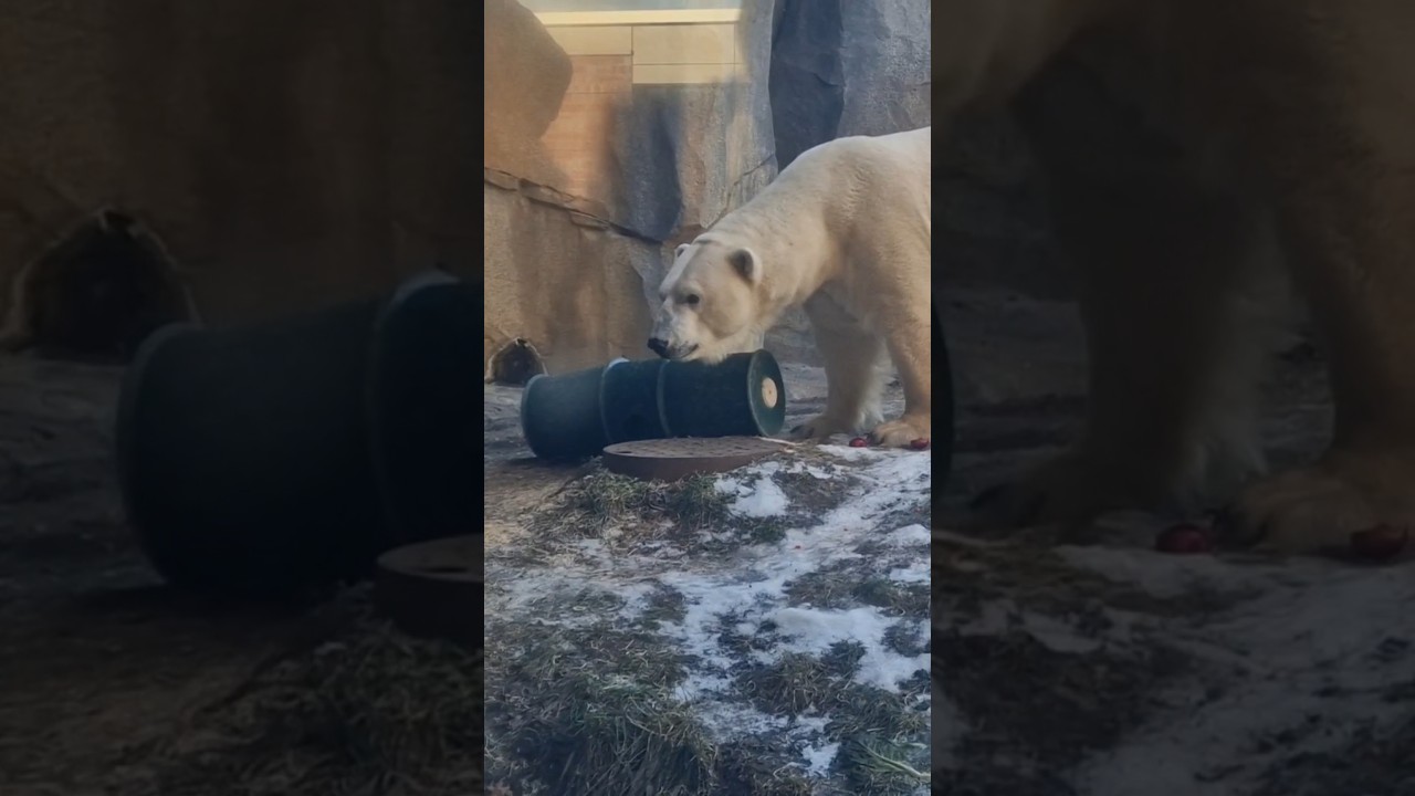 Polar bear 