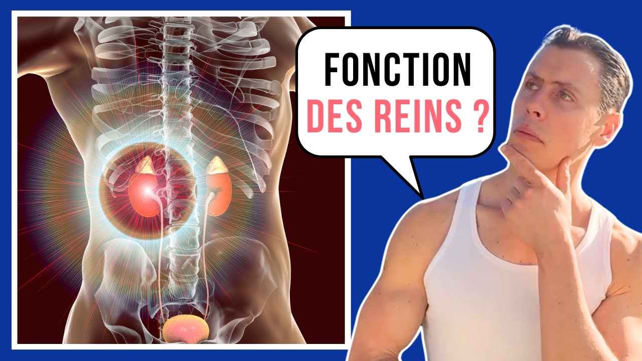 Tout savoir sur les Reins