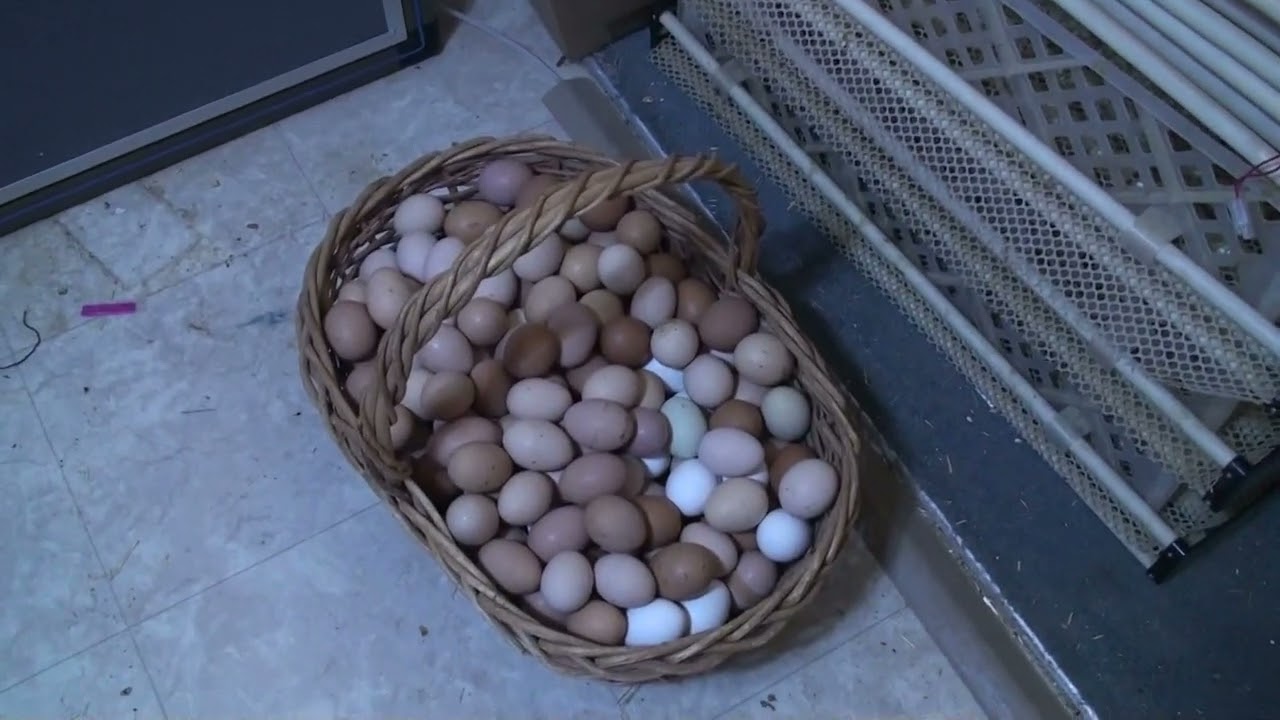 CHINESE RED INCUBATOR REVIEW - 1000 EGG CHINESE RED INCUBATOR, DON'T BUY ONE!