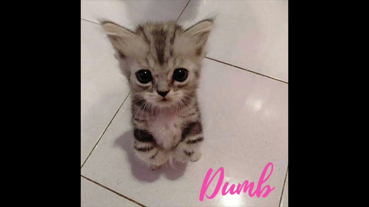 Siciliano LX (feat MT) - Dumb