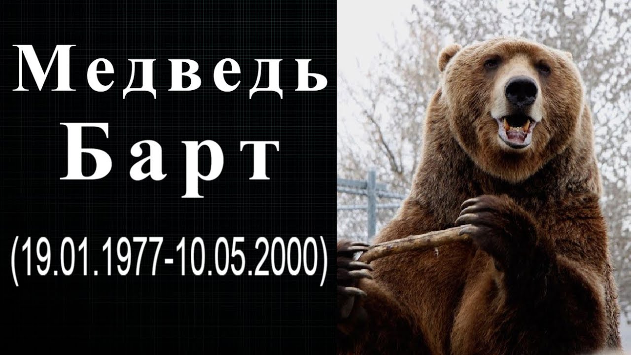 Медведь Барт. Краткая биография медведя-киноактера