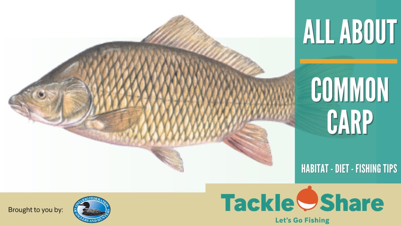 Секреты карпа: среда обитания, рацион и многое другое