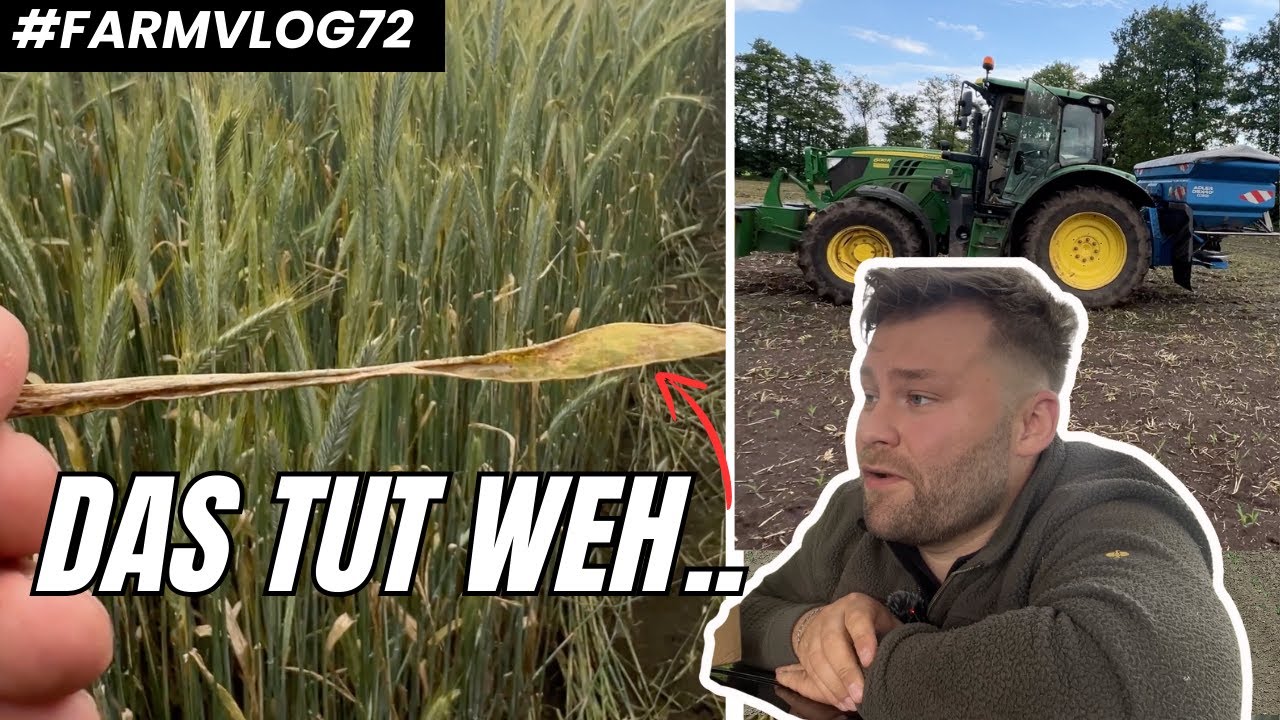 Mein Roggen ist verrostet.. Harnstoff düngen im Mais! FARMVLOG #72
