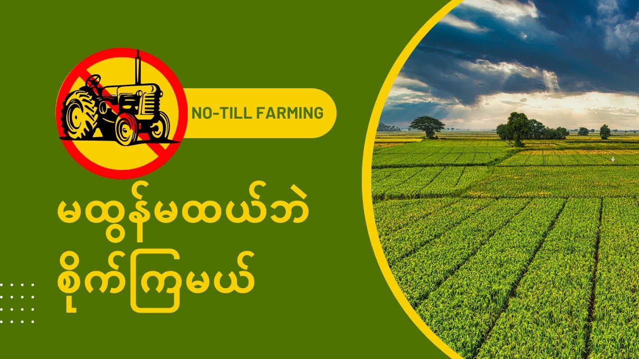 မထွန်မထယ်ဘဲစိုက်ကြမယ်